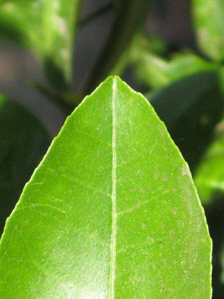              Margin (Riverside, CA)       